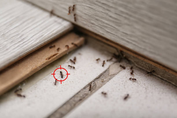 Best Best Pest Control Companies  in Baldwin, MI